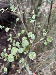Coprosma tenuicaulis