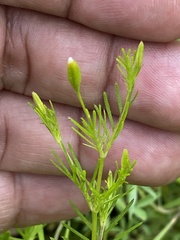 Tagetes filifolia