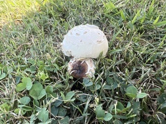Chlorophyllum
