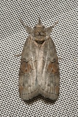 Nycteola asiatica