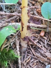 Monotropa hypopitys hypopitys