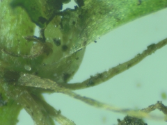 Callitriche obtusangula