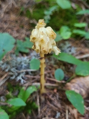 Monotropa hypopitys hypopitys