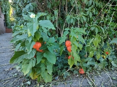Alkekengi officinarum