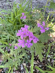Glandularia chiricahensis
