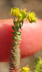 Euphorbia foliosa