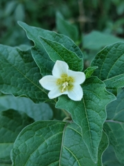 Alkekengi officinarum