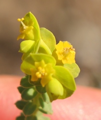 Euphorbia foliosa