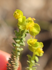 Euphorbia foliosa
