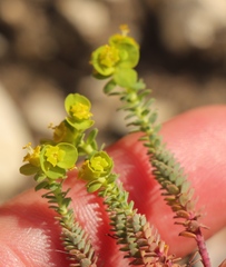 Euphorbia foliosa