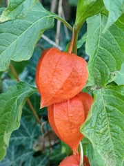 Alkekengi officinarum