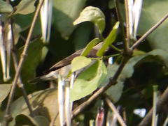 Chalcomitra fuliginosa