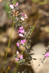 Indigofera sp11