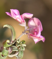 Indigofera sp11
