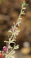 Indigofera sp11