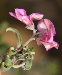 Indigofera sp11