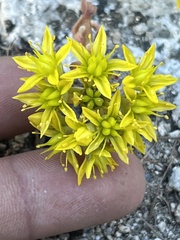 Sedum rupicola