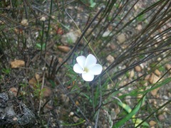Oxalis multicaulis-recticaulis-versicolor