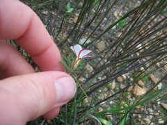 Oxalis multicaulis-recticaulis-versicolor