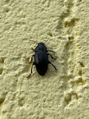 Harpalus dimidiatus