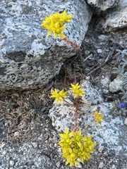 Sedum rupicola