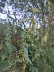 Urtica dioica