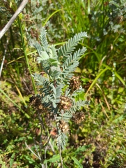 Astragalus pycnostachyus