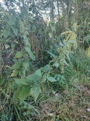 Urtica dioica