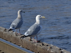 Larus argentatus