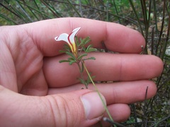 Oxalis multicaulis-recticaulis-versicolor