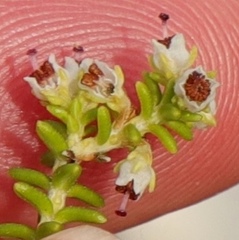 Erica arenaria