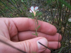 Oxalis multicaulis-recticaulis-versicolor