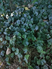 Glechoma hederacea