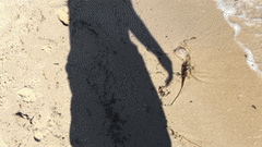 Chrysaora chesapeakei