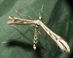 Oidaematophorus phaceliae