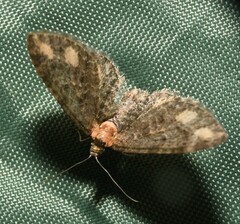 Eupithecia flavigutta