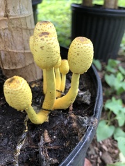 Leucocoprinus birnbaumii image