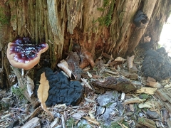 Ganoderma carnosum