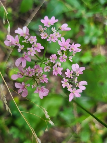 Heracleum austriacum (Heracleum austriacum)
