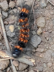 Dysschema leucophaea