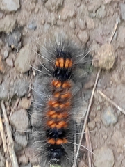 Dysschema leucophaea