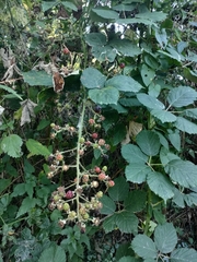 Rubus