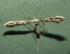 Oidaematophorus phaceliae