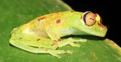 Boana cinerascens