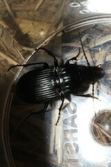 Abax ovalis
