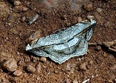 Lepidoptera
