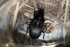 Abax ovalis