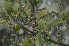 Phoradendron quadrangulare
