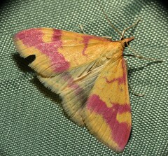 Pyrausta scurralis