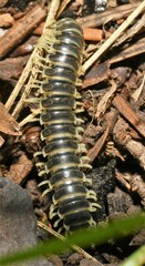 Stenodesmus tuobitus